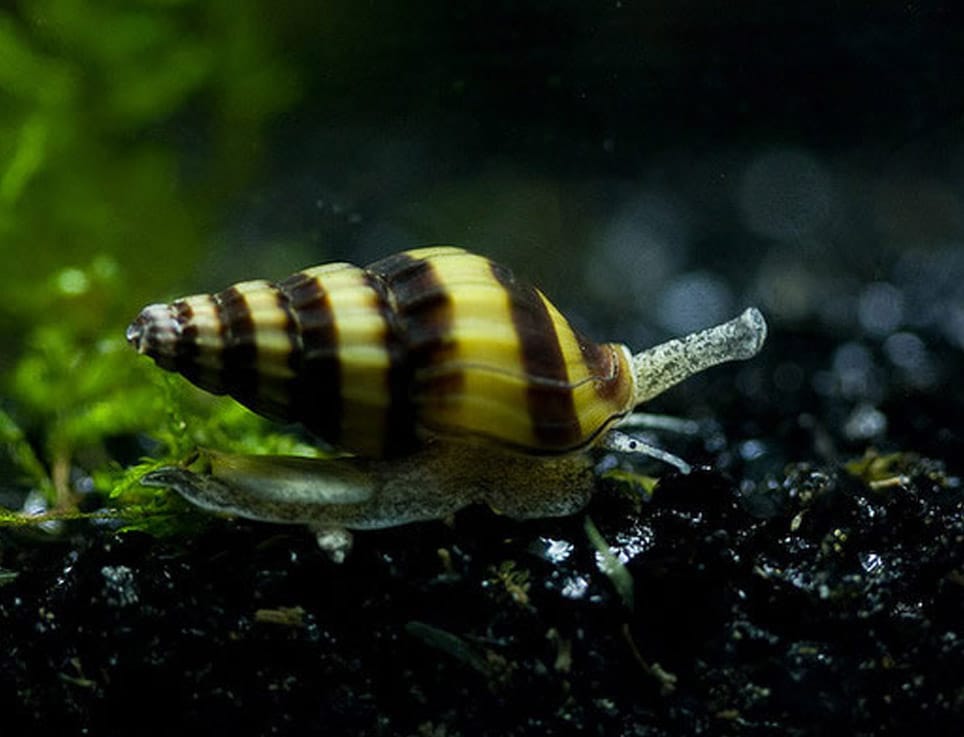 Caracol Helena
