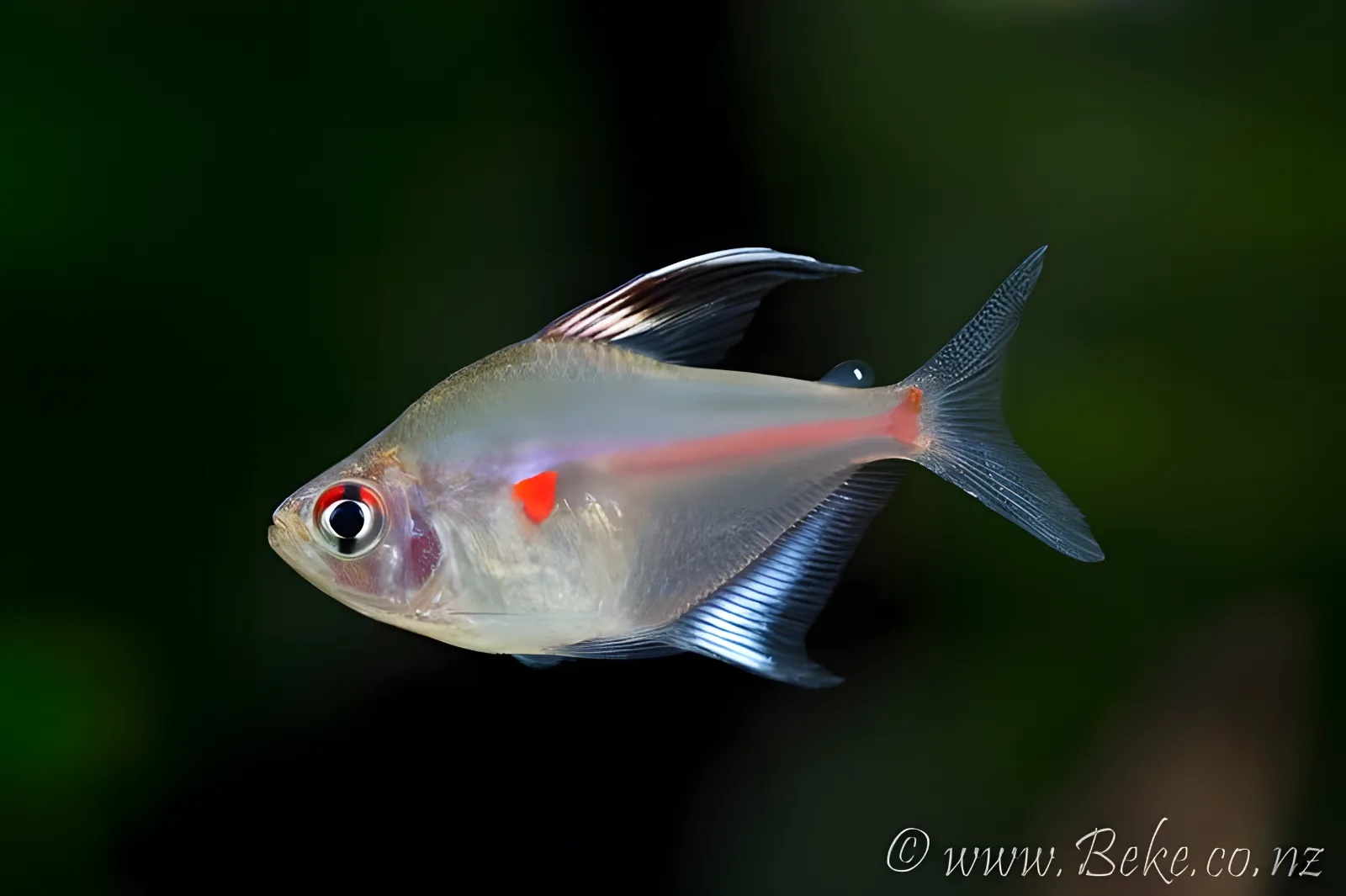 Tetra corazón sangrante